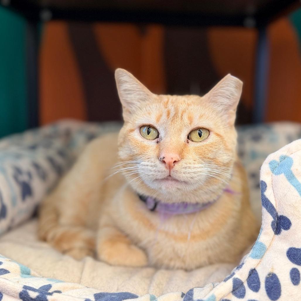 Enlarge Ramona (and Beezus), a Adoptable Domestic Short Hair in Mount Laurel, NJ image 2/6