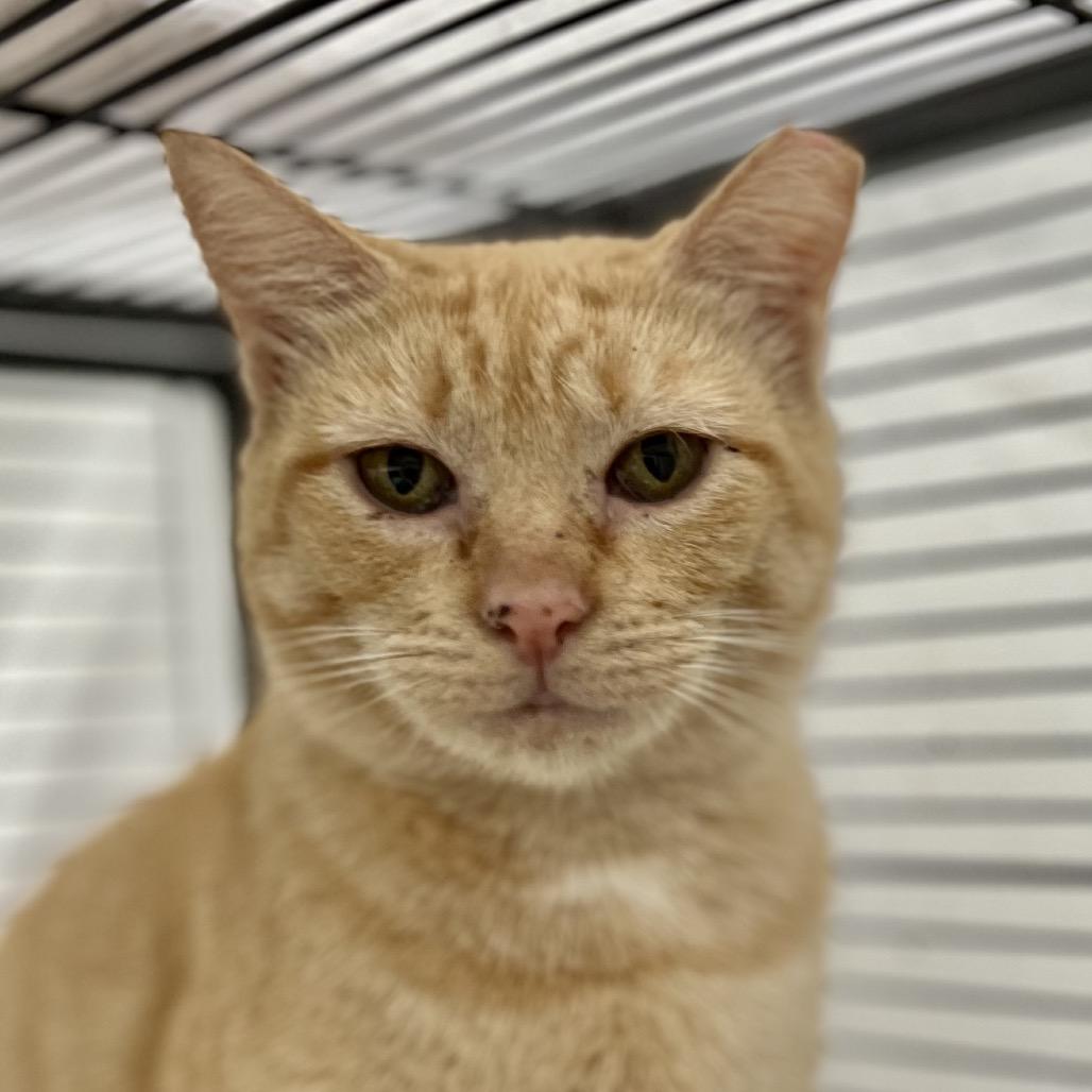 Enlarge Ramona (and Beezus), a Adoptable Domestic Short Hair in Mount Laurel, NJ image 5/6