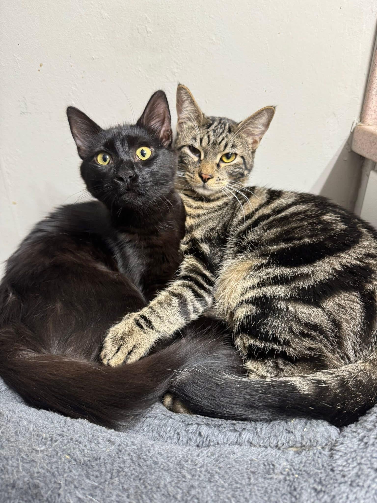 Enlarge Sergio & Bean ( Bonded pair) , a ADOPTABLE Domestic Medium Hair in Chickasaw, AL image 1/6