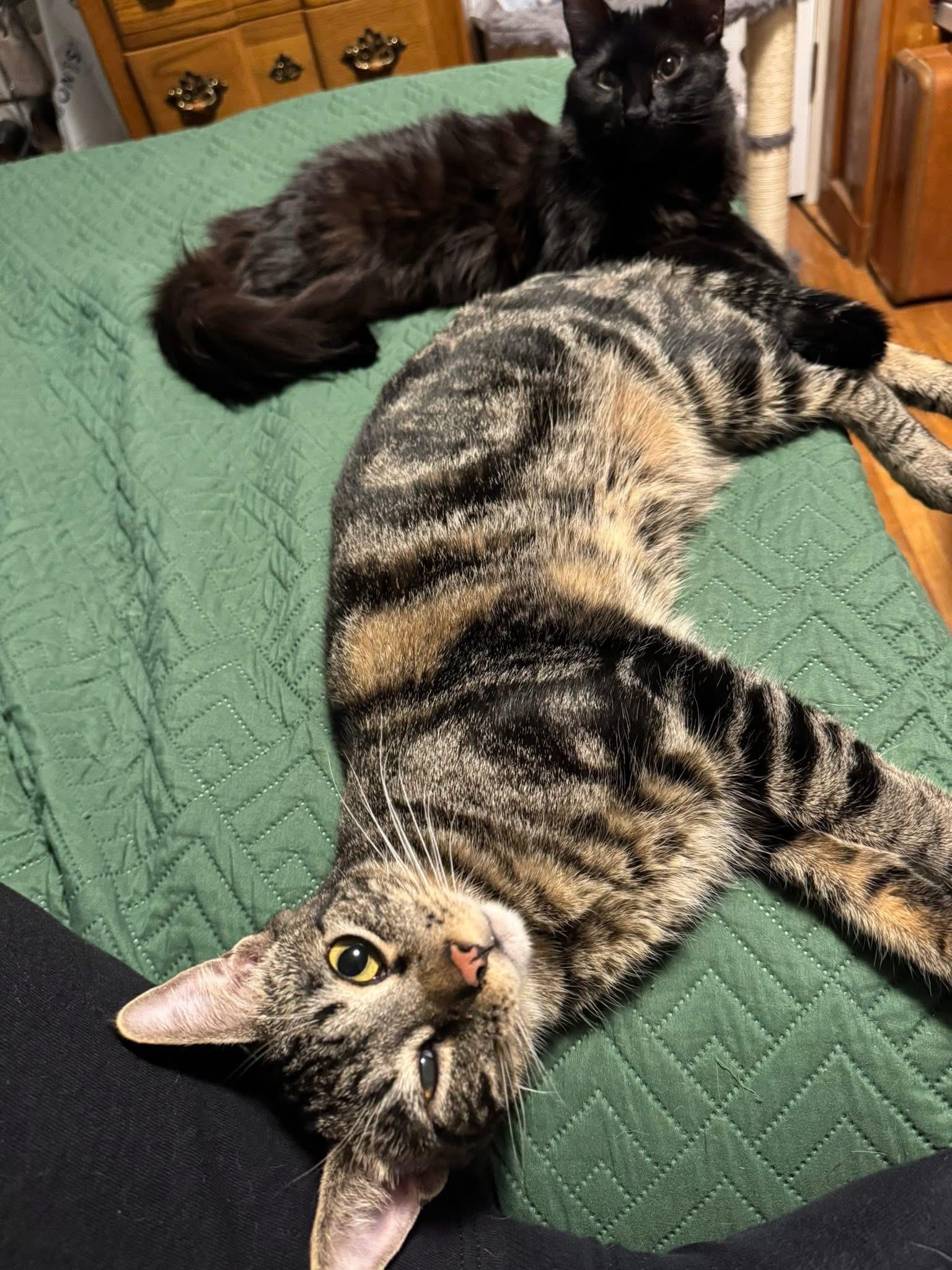 Enlarge Sergio & Bean ( Bonded pair) , a ADOPTABLE Domestic Medium Hair in Chickasaw, AL image 3/6