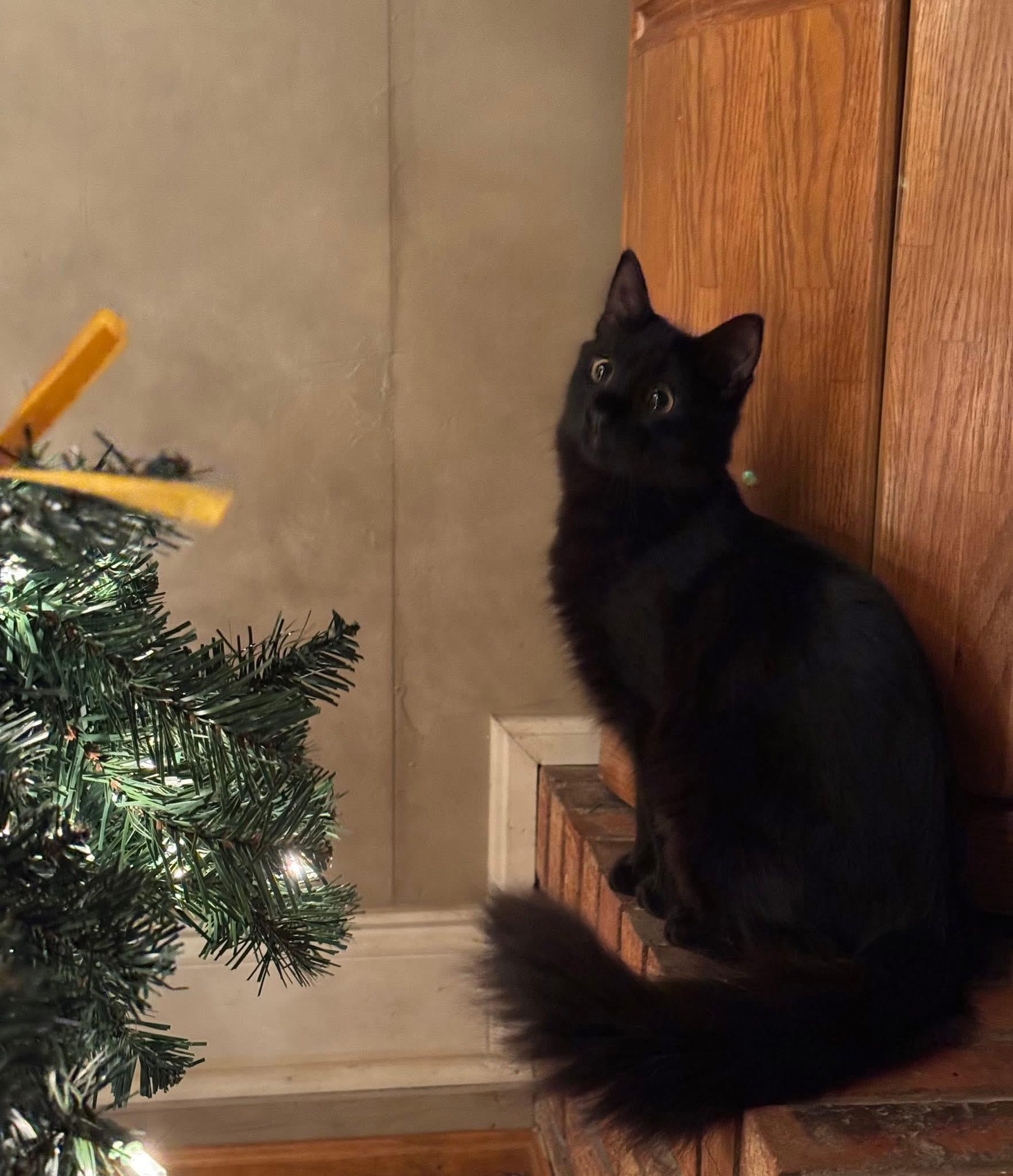 Enlarge Sergio & Bean ( Bonded pair) , a ADOPTABLE Domestic Medium Hair in Chickasaw, AL image 6/6