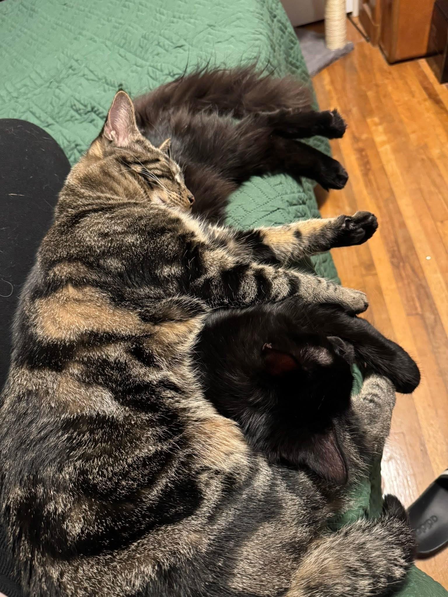 Enlarge Sergio & Bean ( Bonded pair) , a ADOPTABLE Domestic Medium Hair in Chickasaw, AL image 2/6