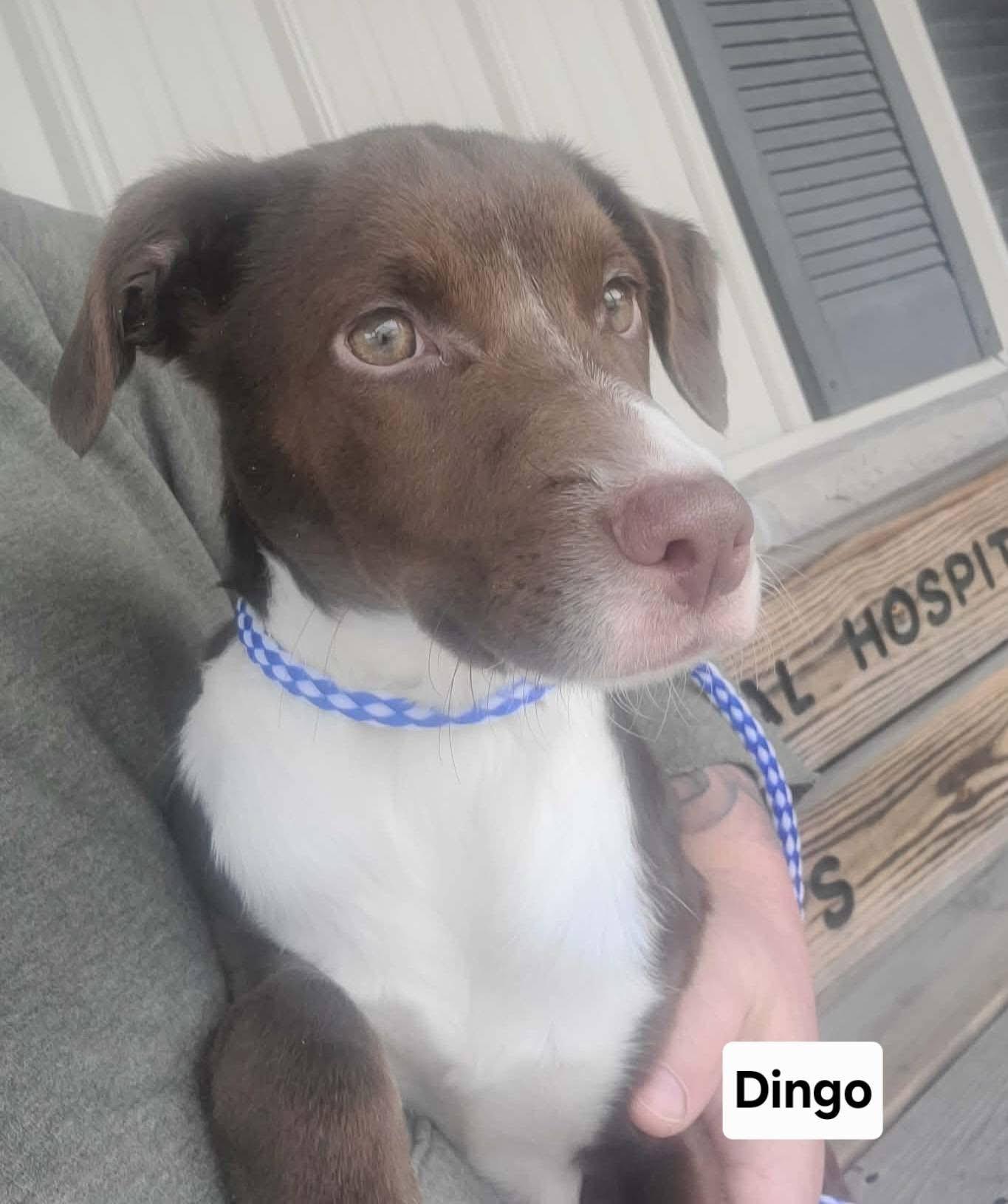 Dingo, adopted, Puppy Male Hound.