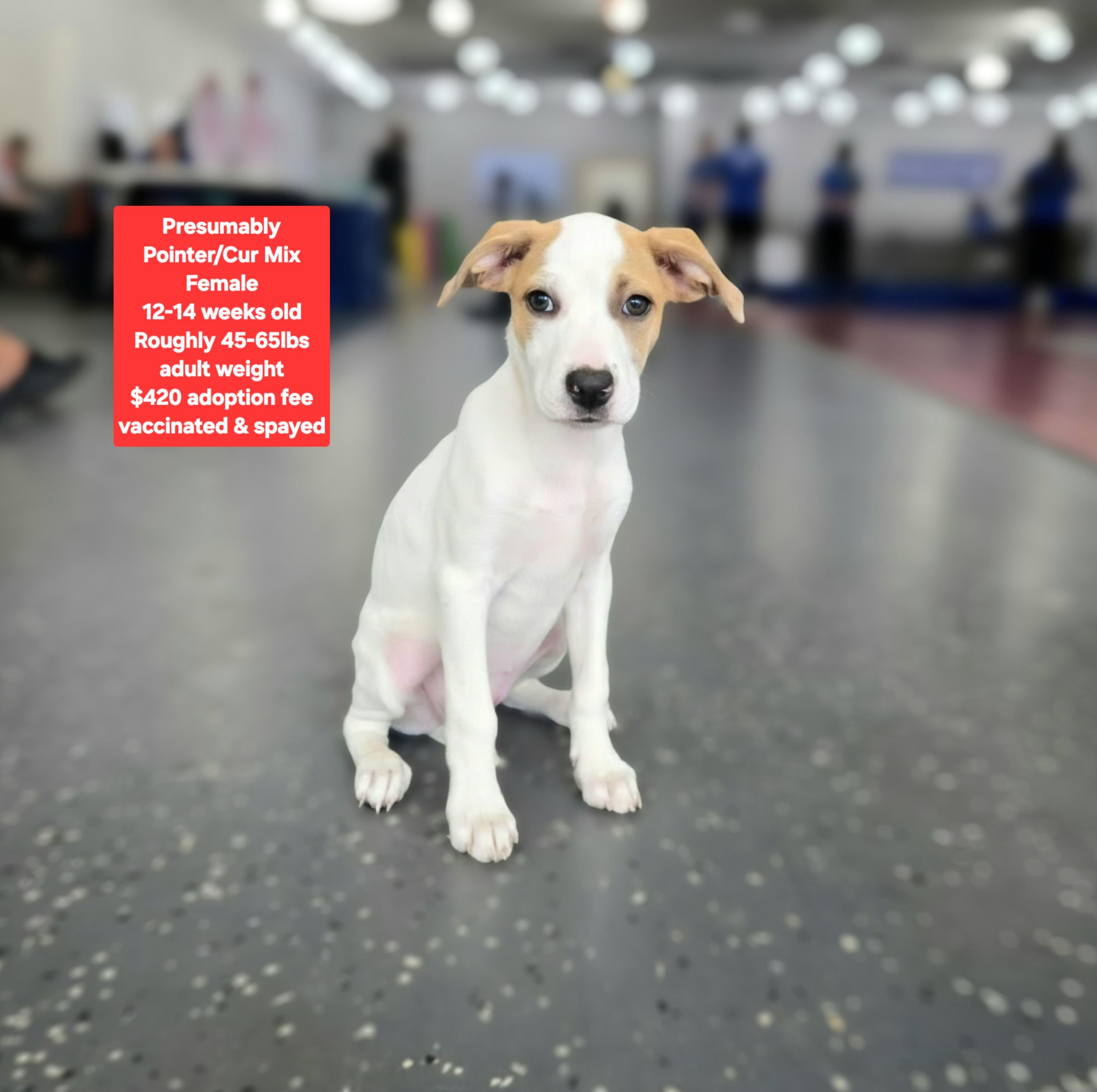 Enlarge Presumably, a ADOPTABLE mixed breed in Oviedo, FL image 1/1
