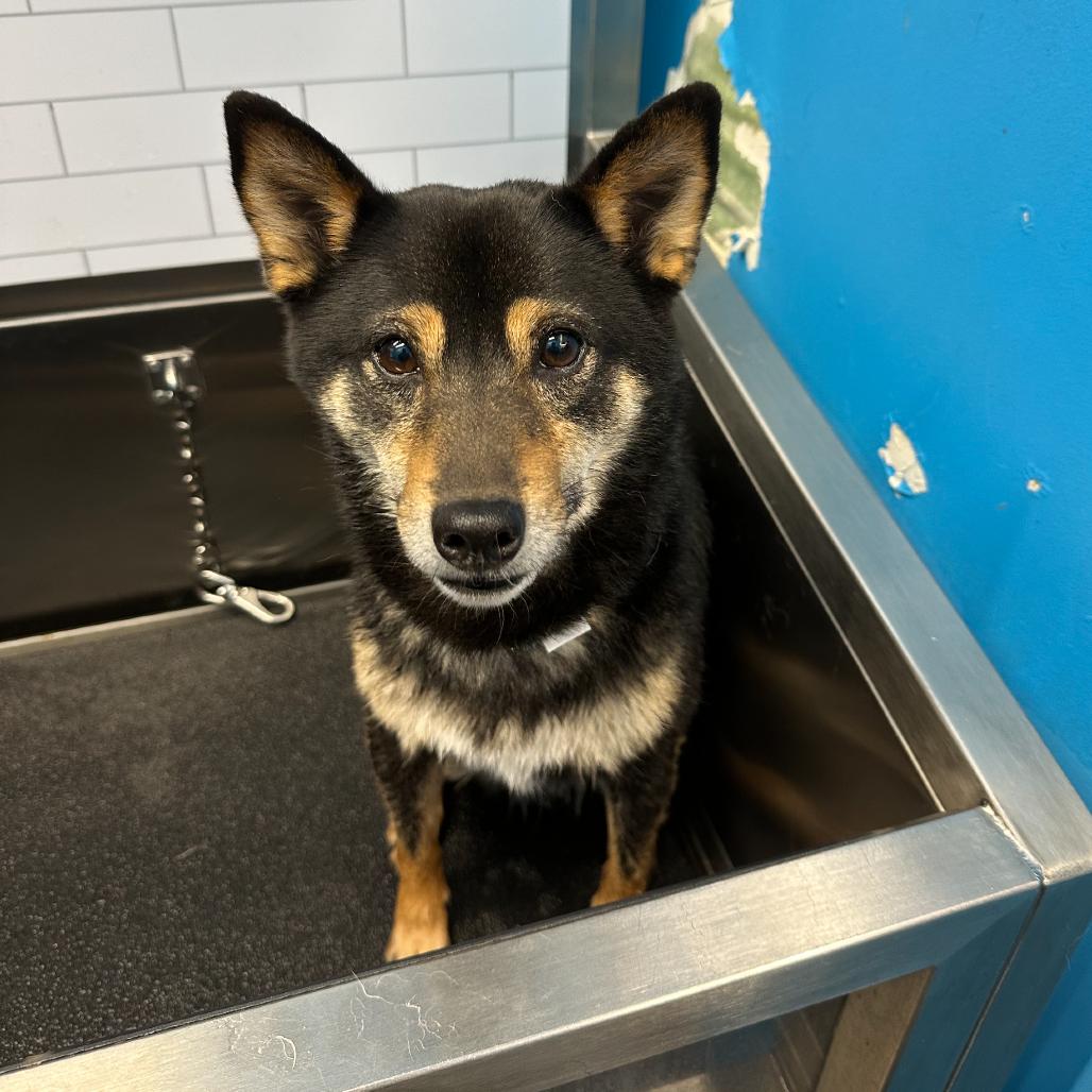 Obi, Adoptable, Adult Male Shiba Inu.
