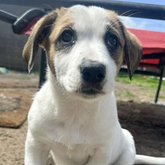 Isabell, a Adoptable mixed breed in Toledo, OH image 2/2