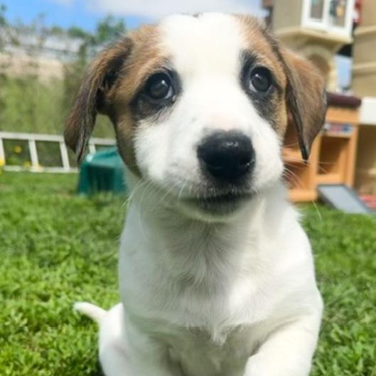 Isabell, Adoptable, Puppy Female Border Collie & Australian Cattle Dog / Blue Heeler.