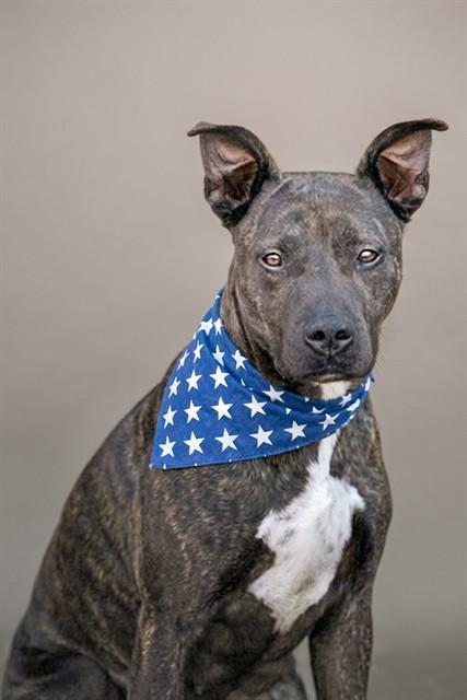 SONAR, Adoptable, Adult Female Pit Bull Terrier & Mixed Breed.