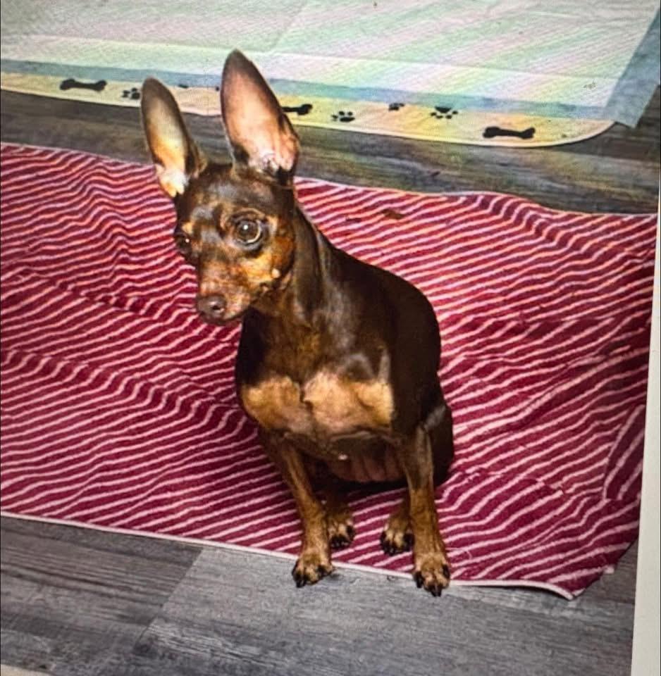 Mya, ADOPTABLE, Senior Female Miniature Pinscher.