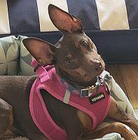 Mya, a ADOPTABLE Miniature Pinscher in Pinellas Park, FL image 3/4