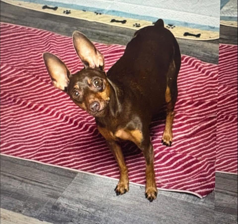 Enlarge Mya, a ADOPTABLE Miniature Pinscher in Naples, FL image 2/2