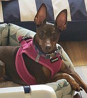 Mya, a ADOPTABLE Miniature Pinscher in Pinellas Park, FL image 4/4