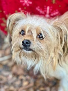 Enlarge Dutton, an adopted mixed breed in Ladson, SC image 3/5