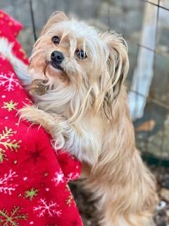 Enlarge Dutton, an adopted mixed breed in Ladson, SC image 4/5