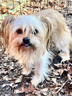 Enlarge Dutton, an adopted mixed breed in Ladson, SC image 5/5