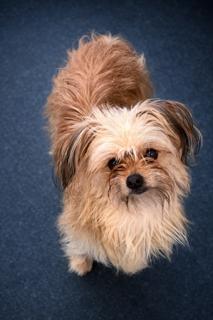 Dutton, adopted, Adult Male Chorkie.