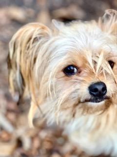 Enlarge Dutton, an adopted mixed breed in Ladson, SC image 2/5