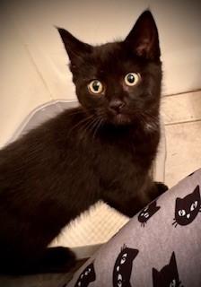 Enlarge Teddy, an adopted Domestic Short Hair in Noble, OK image 1/2