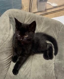 Enlarge Teddy, an adopted Domestic Short Hair in Noble, OK image 2/2