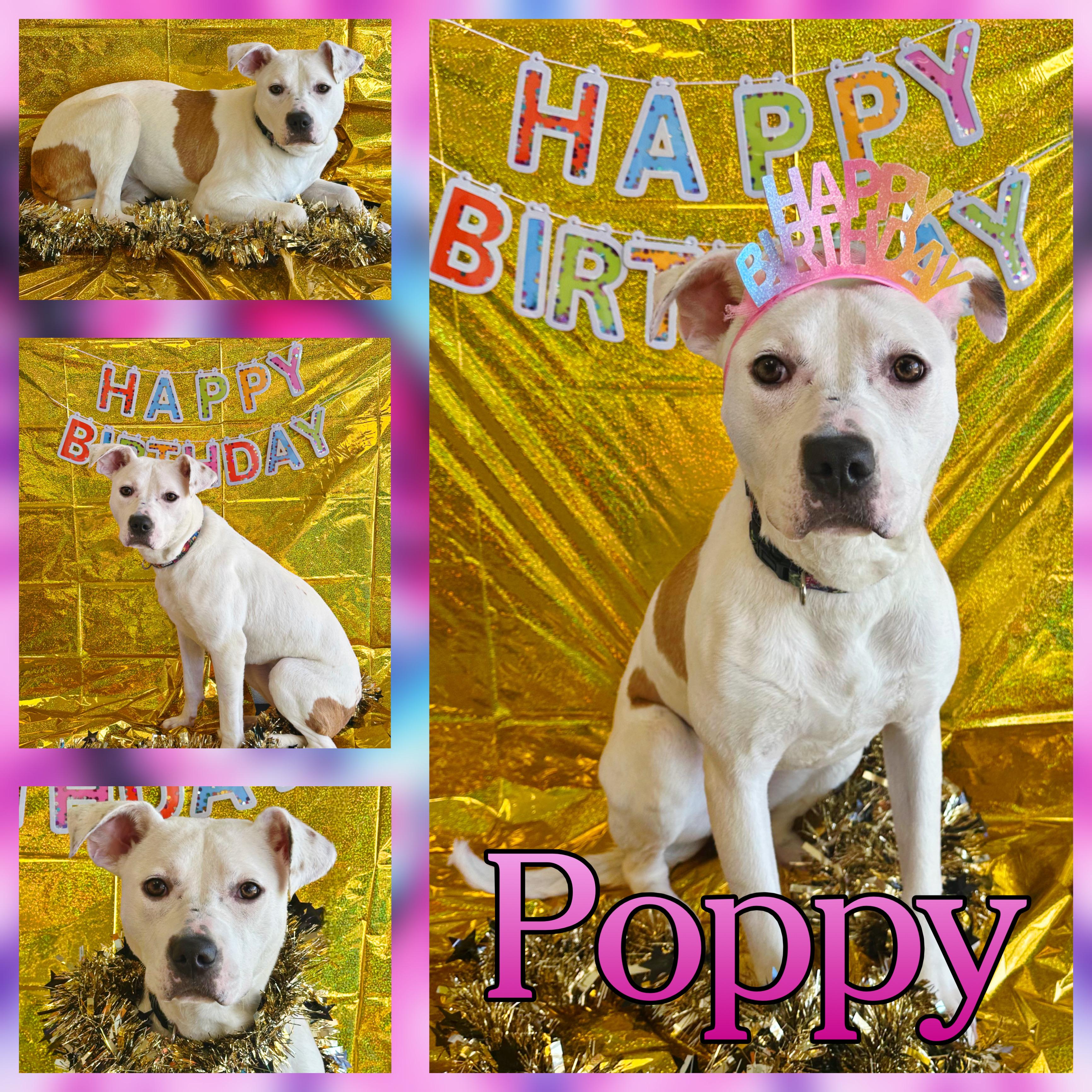 Poppy, Adoptable, Young Female Pit Bull Terrier.