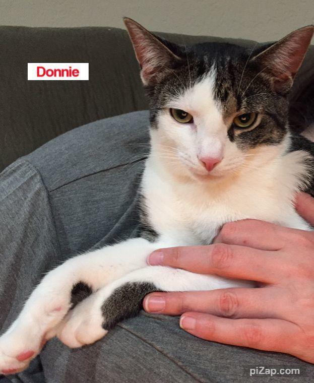 Enlarge Donnie, a Adoptable Domestic Short Hair in Crown Point, IN image 1/1