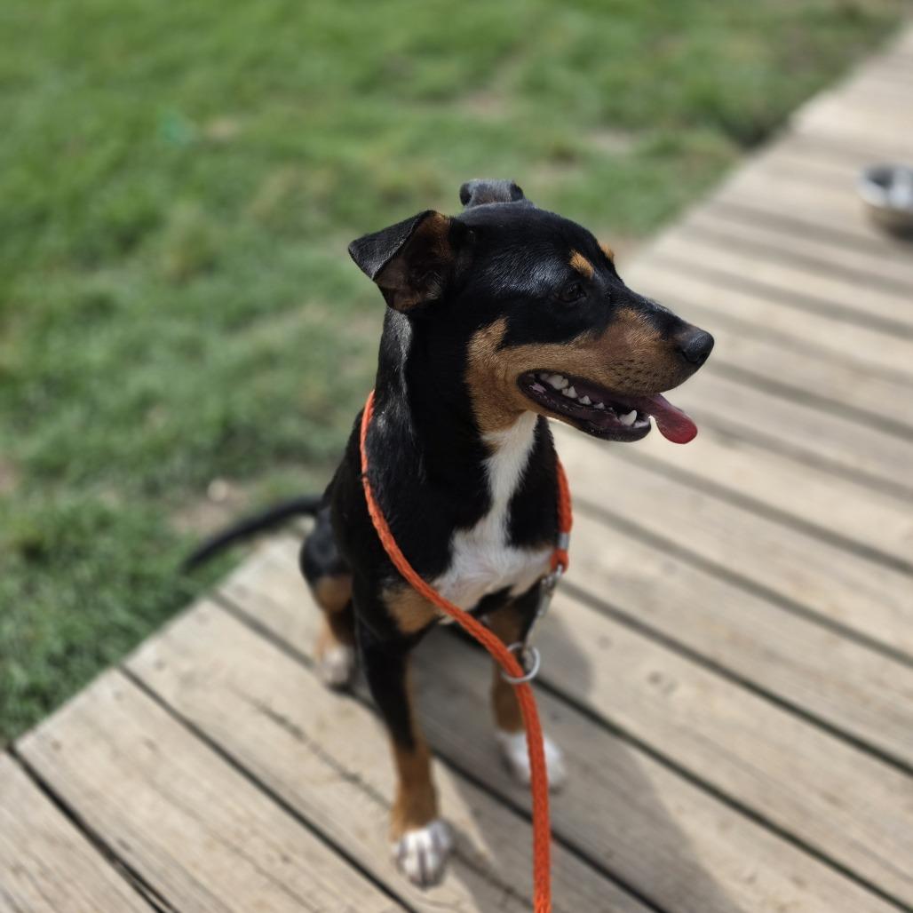 Miso, Adoptable, Young Male Terrier.