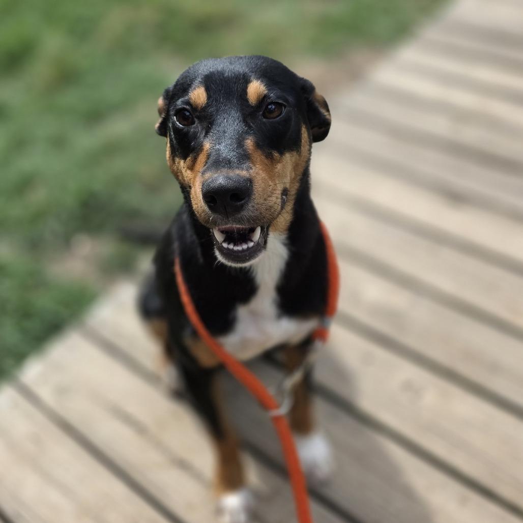 Miso, a Adoptable Terrier in Albany, NY image 2/2