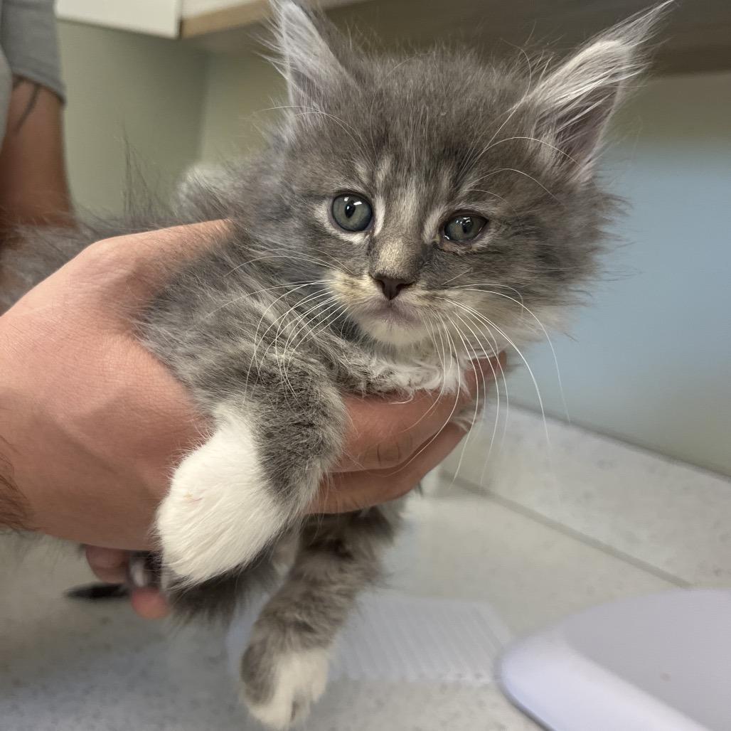 Enlarge Smokey, an adopted Domestic Long Hair in Kansas City, KS image 1/1