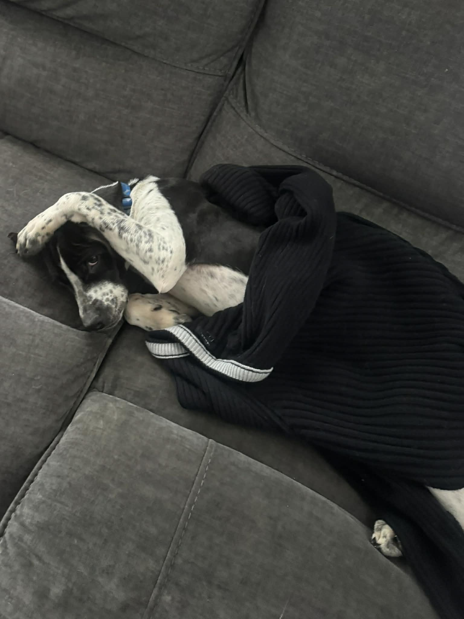 Enlarge Domino, a ADOPTABLE mixed breed in Montgomery, IL image 4/4