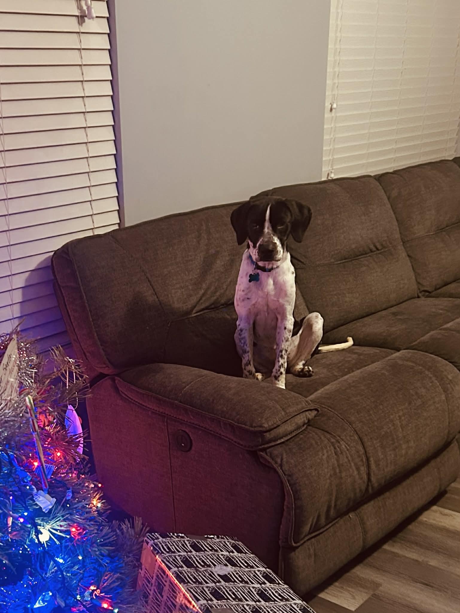 Enlarge Domino, a ADOPTABLE mixed breed in Montgomery, IL image 2/4