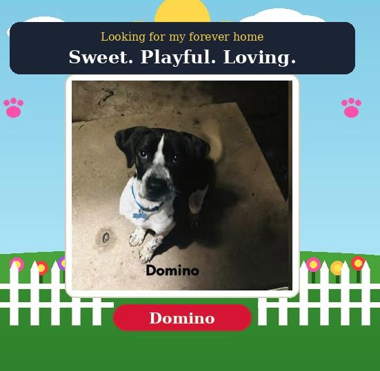 Enlarge Domino, a ADOPTABLE mixed breed in Montgomery, IL image 1/4