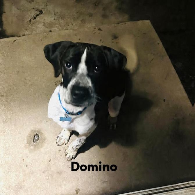 Enlarge Domino, a ADOPTABLE mixed breed in Montgomery, IL image 1/4