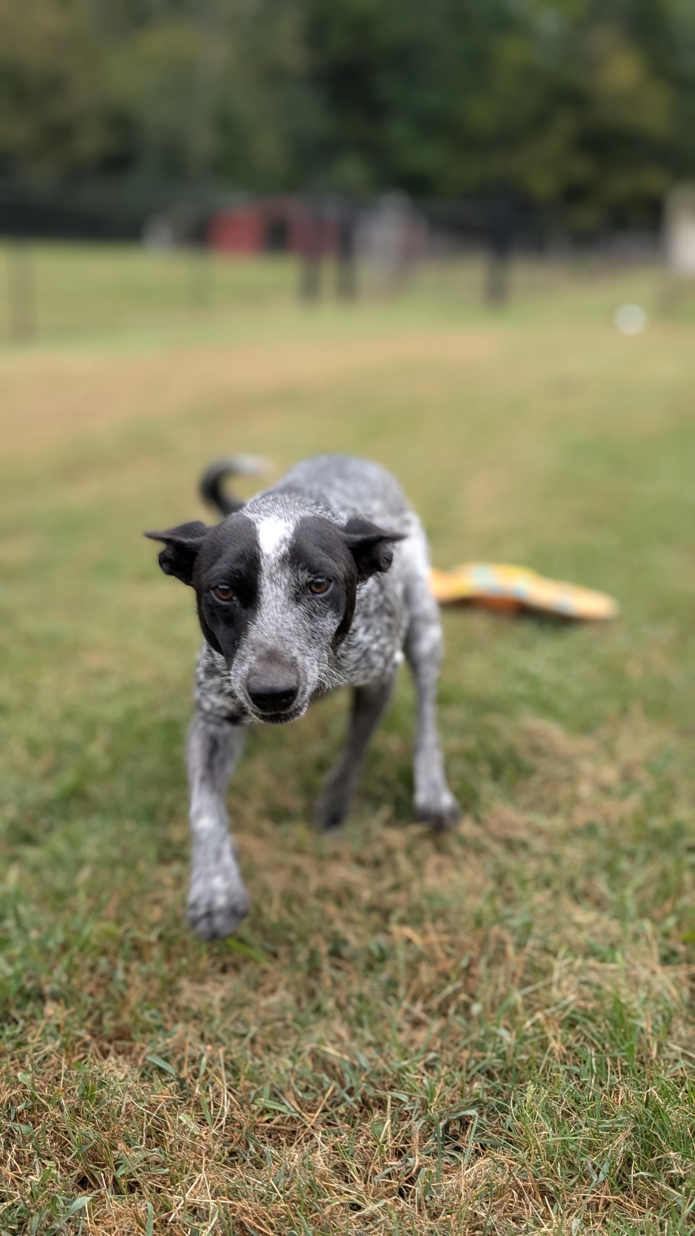 Enlarge Lacy, a Adoptable mixed breed in Joppa, AL image 2/6