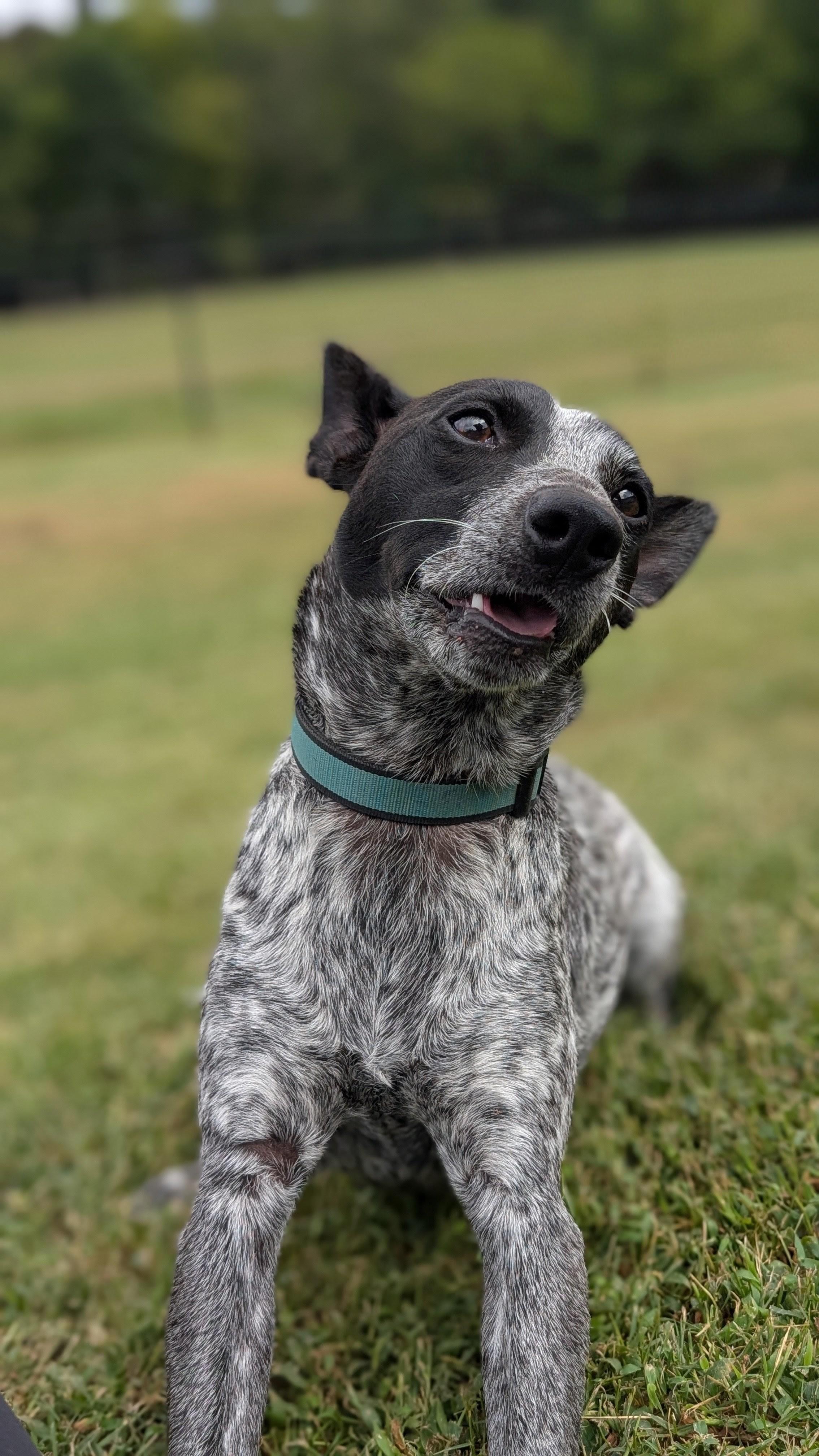 Enlarge Lacy, a Adoptable mixed breed in Joppa, AL image 3/6
