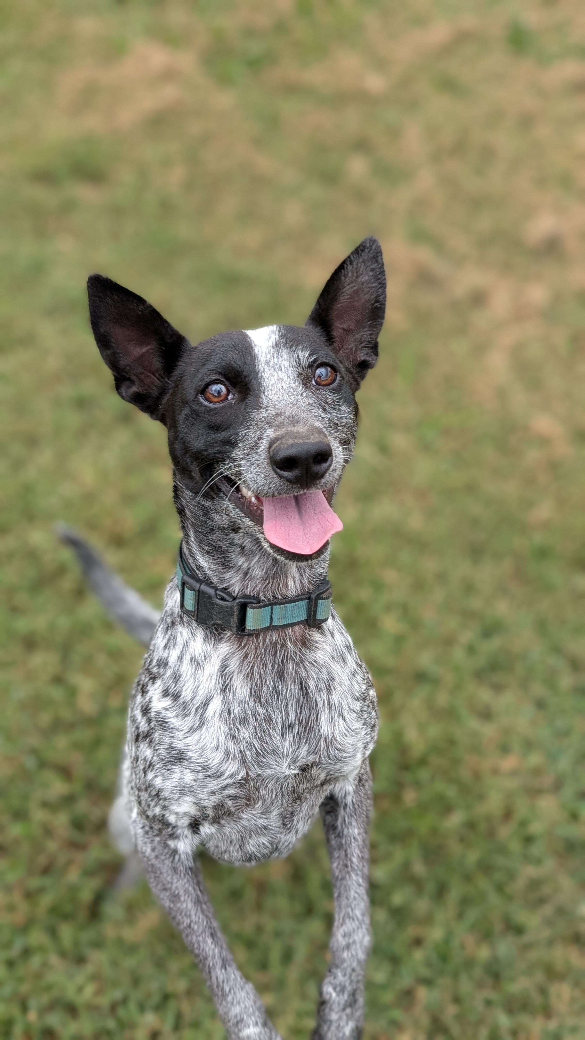 Enlarge Lacy, a Adoptable mixed breed in Joppa, AL image 6/6