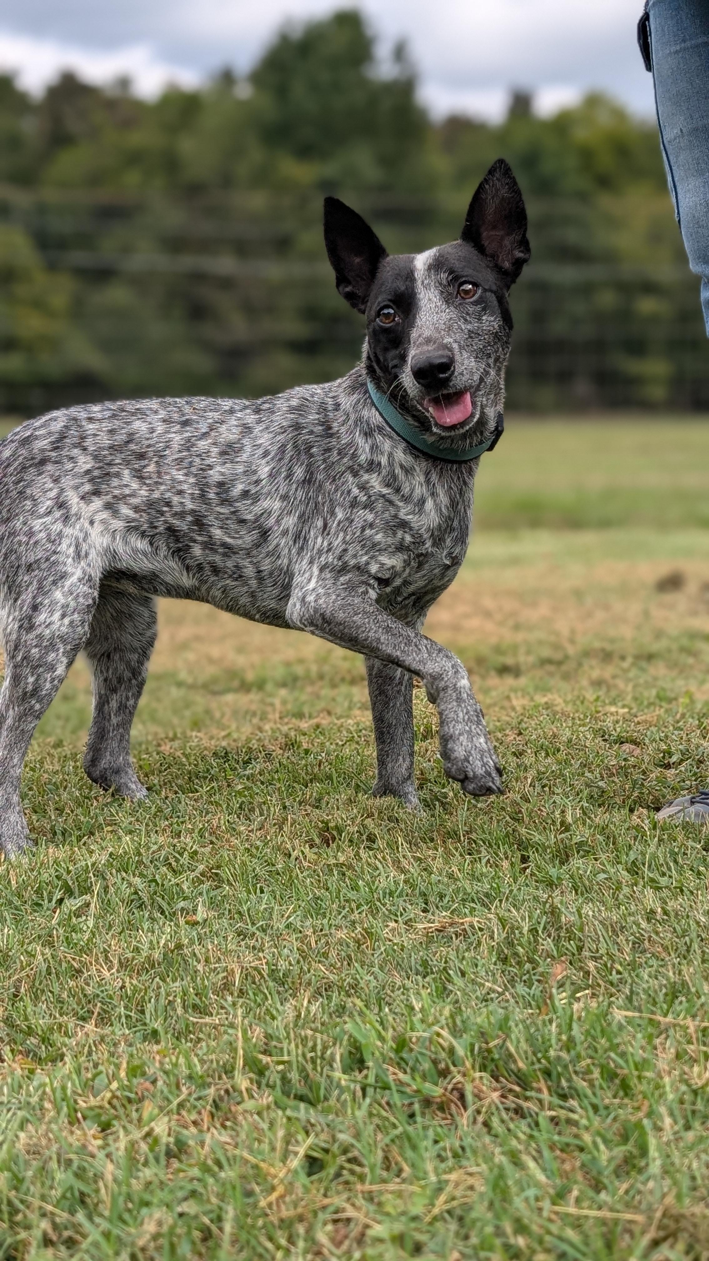 Lacy, Adoptable, Young Female Australian Cattle Dog / Blue Heeler & Jack Russell Terrier.