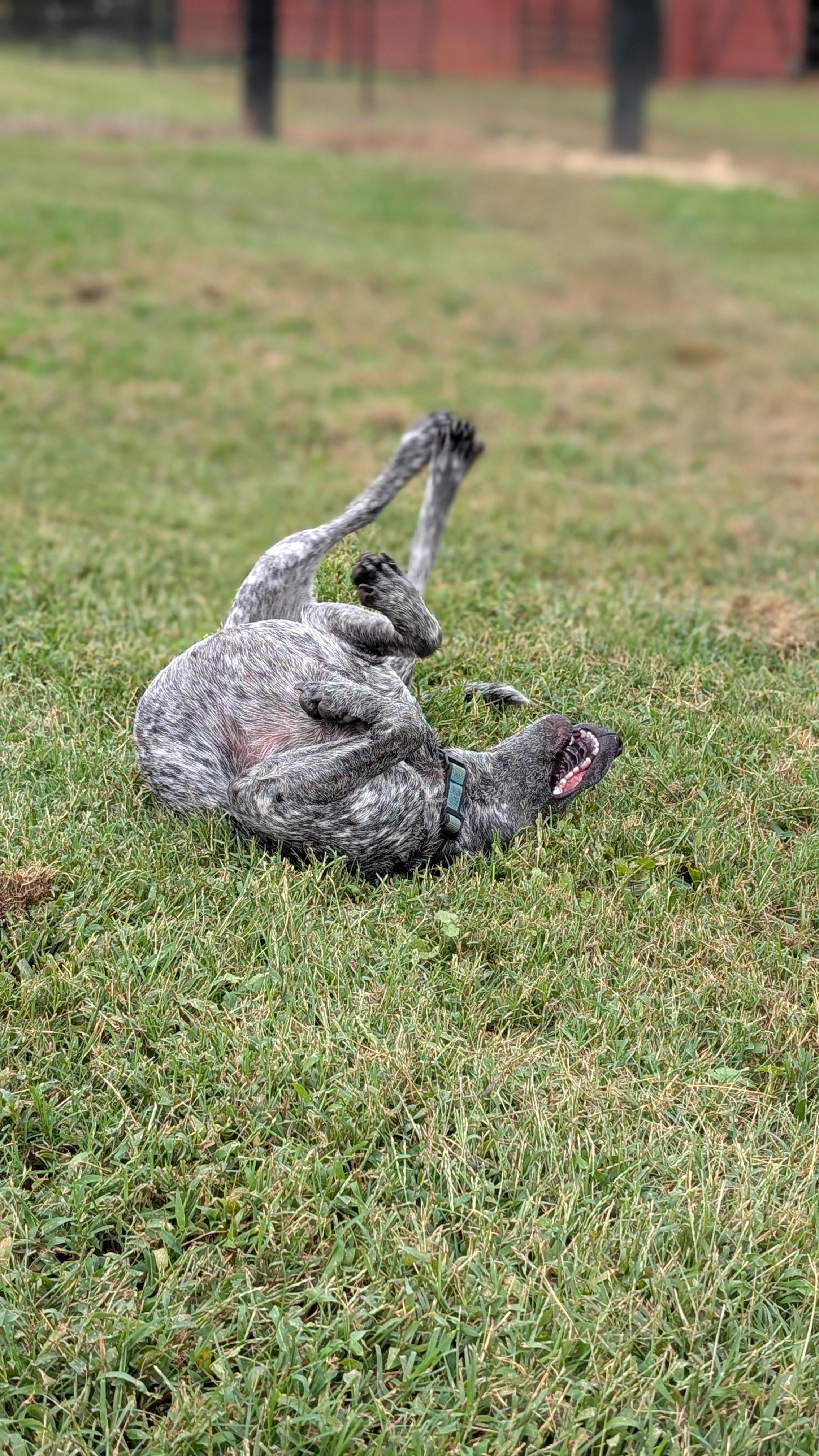 Enlarge Lacy, a Adoptable mixed breed in Joppa, AL image 4/6