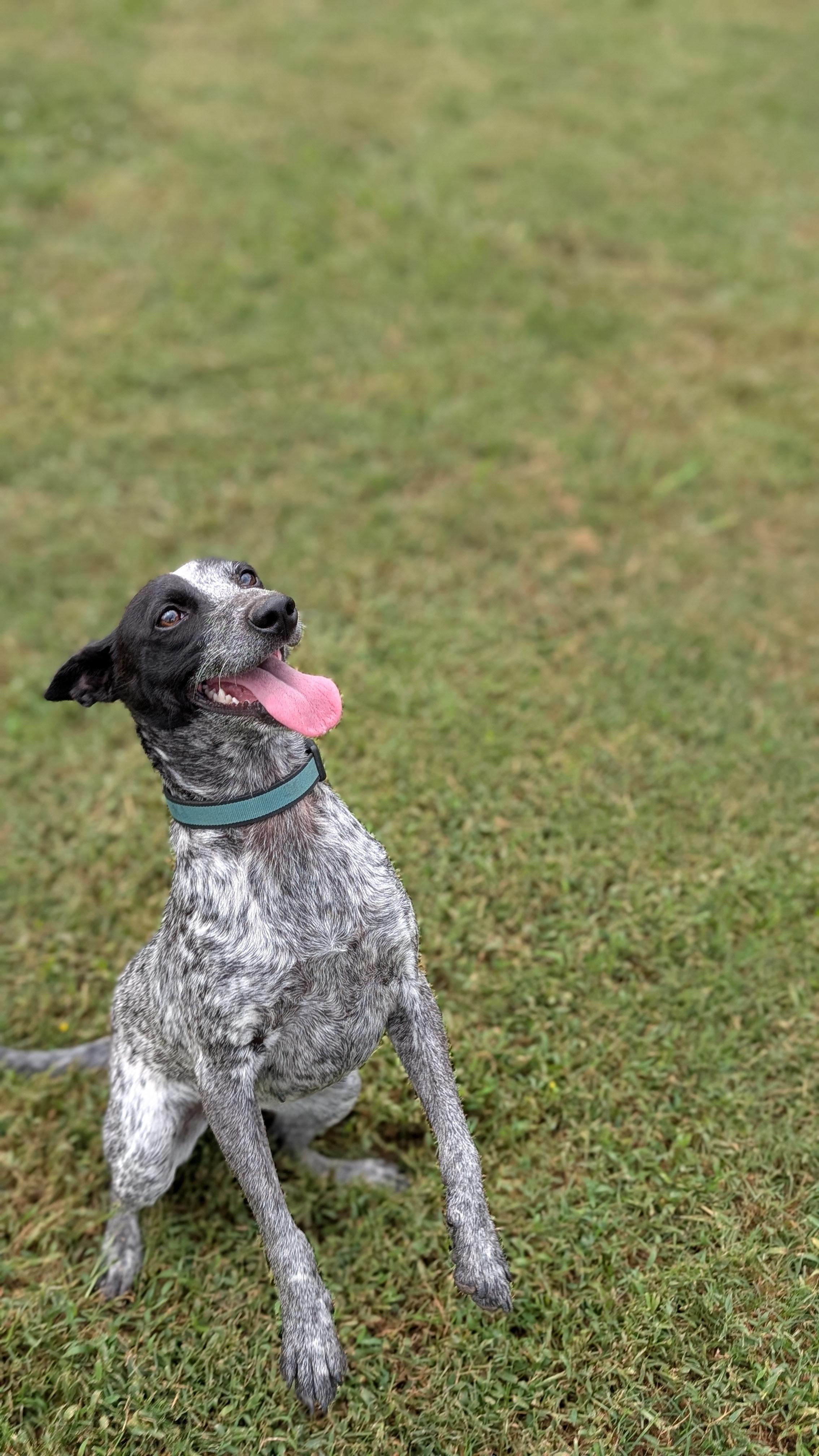 Enlarge Lacy, a Adoptable mixed breed in Joppa, AL image 5/6