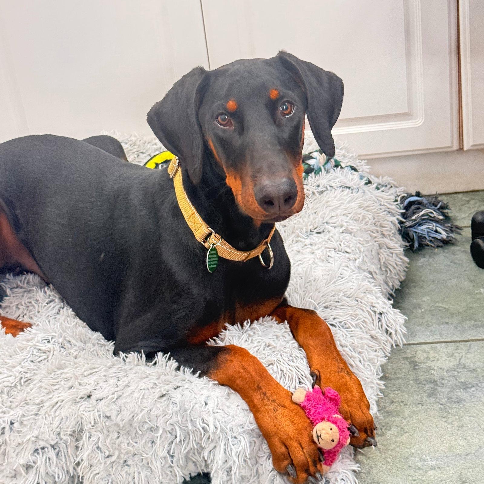 Dante 3623, Adoptable, Young Male Doberman Pinscher.