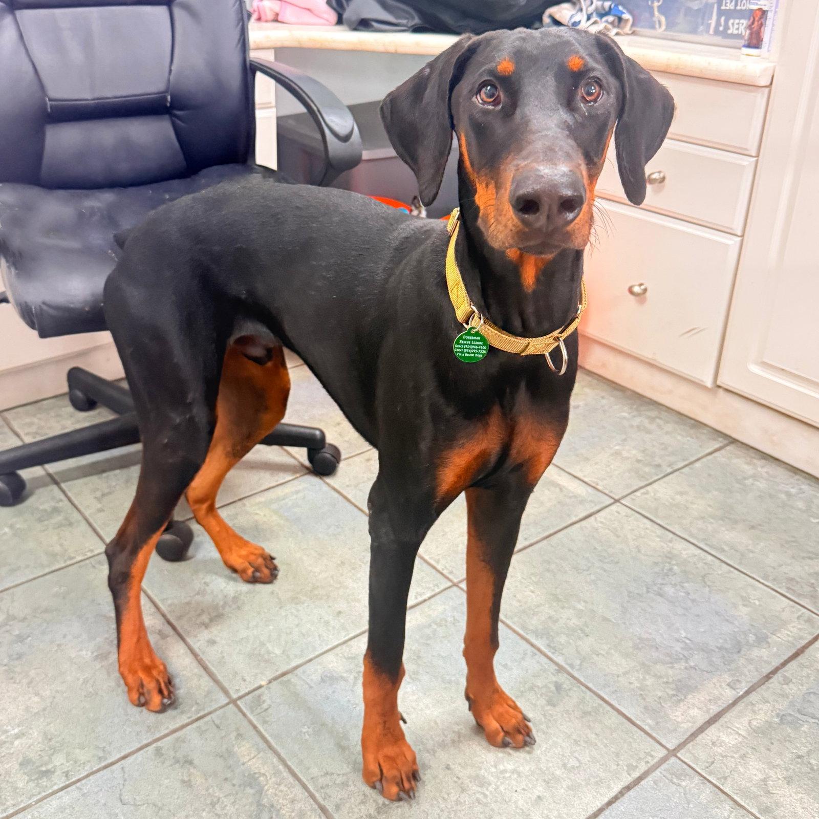 Enlarge Dante 3623, a Adoptable Doberman Pinscher in Oakland Park, FL image 2/3