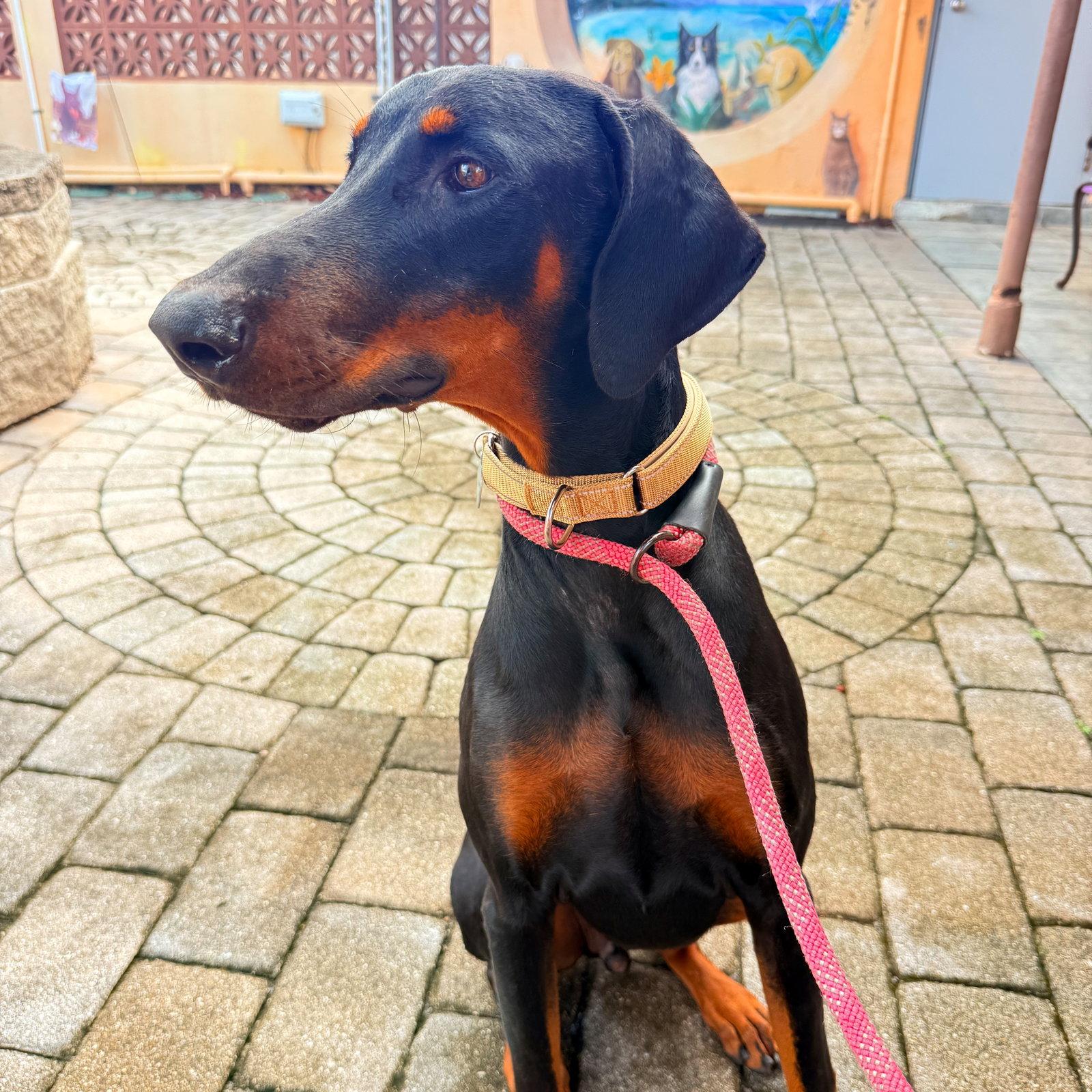 Enlarge Dante 3623, a Adoptable Doberman Pinscher in Oakland Park, FL image 3/3