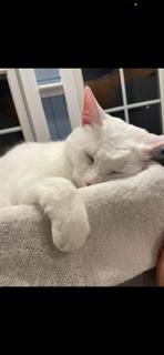 Lucy, Adoptable, Young Female Domestic Short Hair.