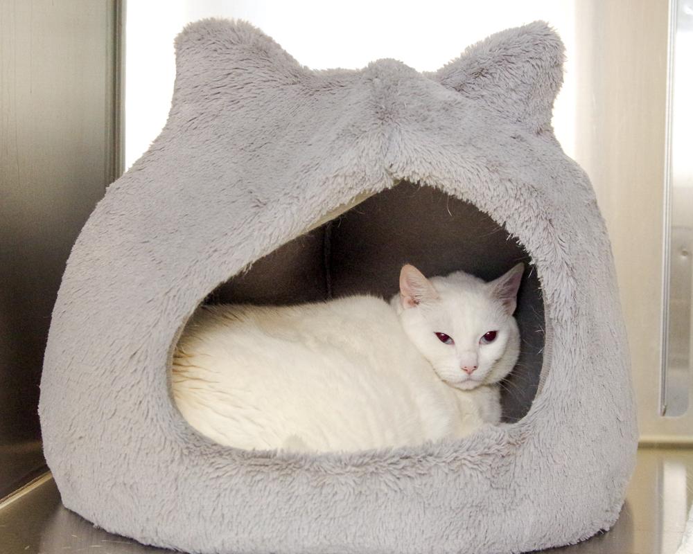 Lucy, a Adoptable Domestic Short Hair in Scituate, MA image 5/6