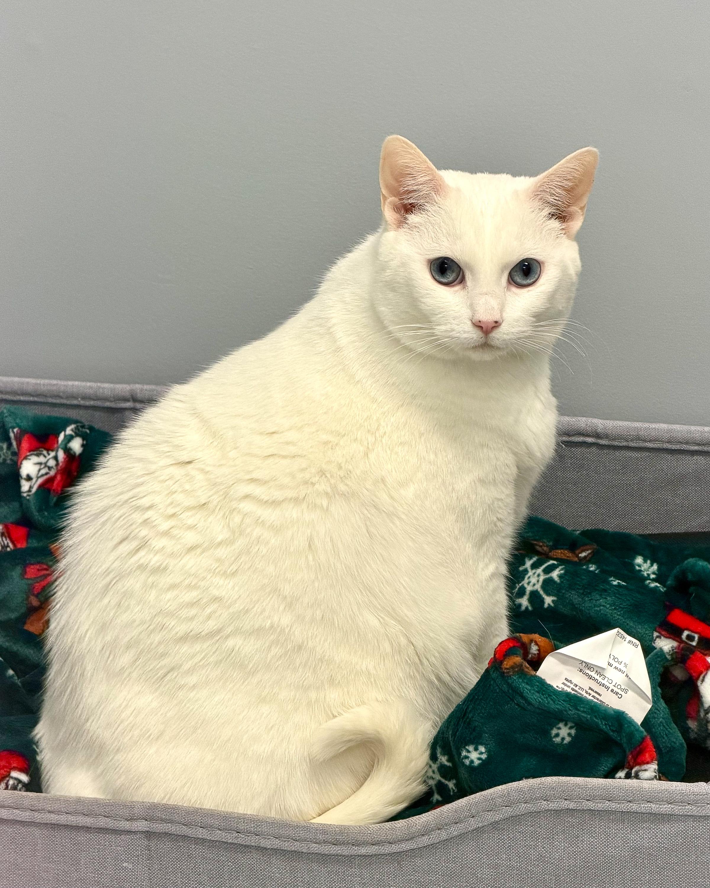 Lucy, a Adoptable Domestic Short Hair in Scituate, MA image 2/6