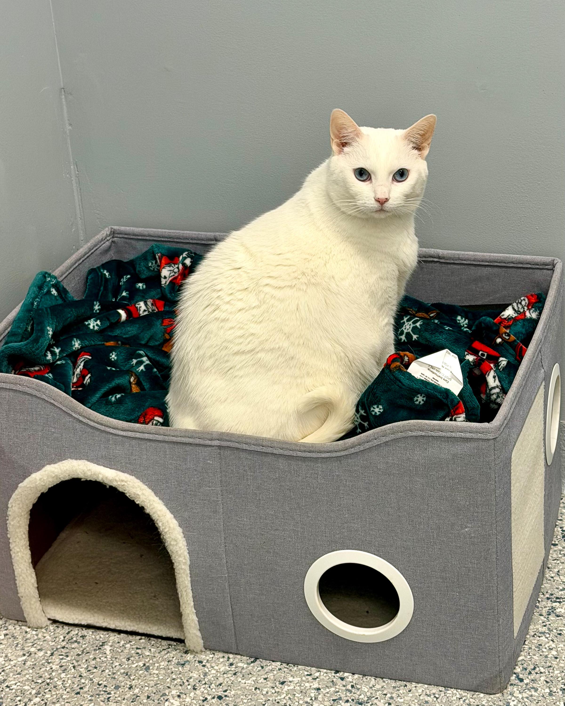 Lucy, a Adoptable Domestic Short Hair in Scituate, MA image 3/6