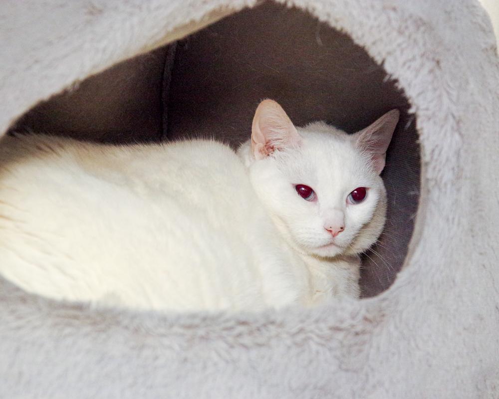 Lucy, a Adoptable Domestic Short Hair in Scituate, MA image 6/6