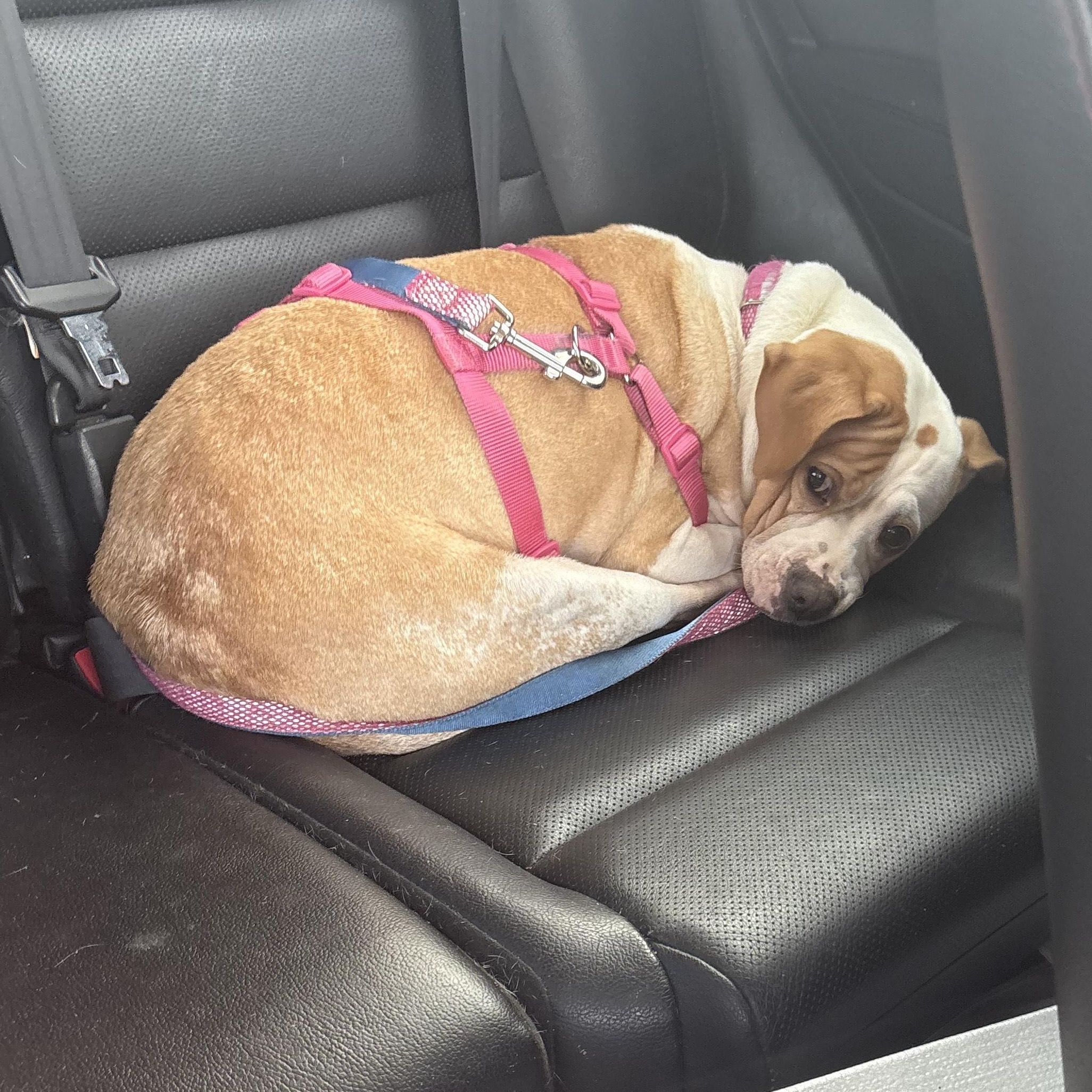 Enlarge Angel (Courtesy), a ADOPTABLE mixed breed in Petersburg, VA image 2/3