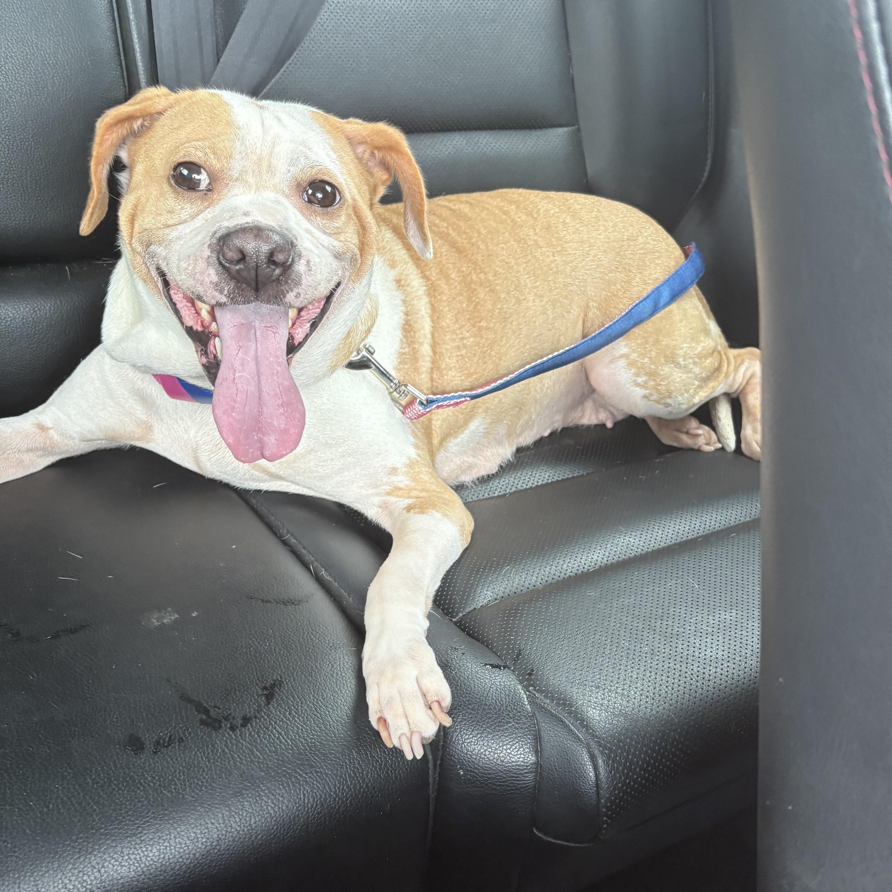 Angel (Courtesy), ADOPTABLE, Adult Female Beagle.