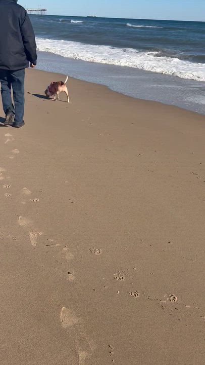 Enlarge Angel (Courtesy), a ADOPTABLE mixed breed in Petersburg, VA video 3/3