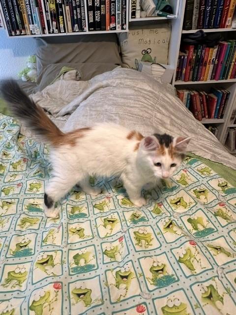Enlarge Chevelle, a ADOPTABLE Domestic Medium Hair in Mesa, AZ image 4/5